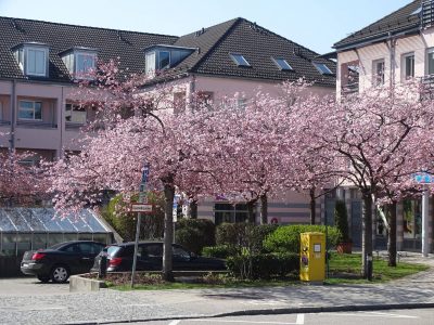Neubiberg: Fünf Forderungen für eine wirksame Baumschutzverordnung #TagdesBaumes