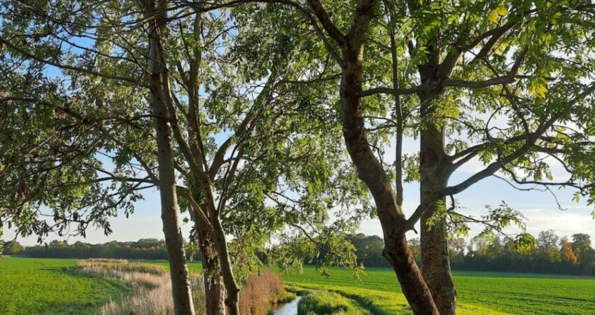 Hachinger Bach_Bild Pascale Kollwitz-Jarnac
