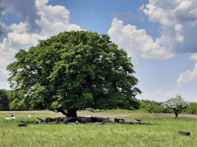 Chance für mehr Klimaschutz in Neubiberg vertan: Gemeinderat lehnt Erweiterung der geschützten Baumarten in der Baumschutzverordnung ab
